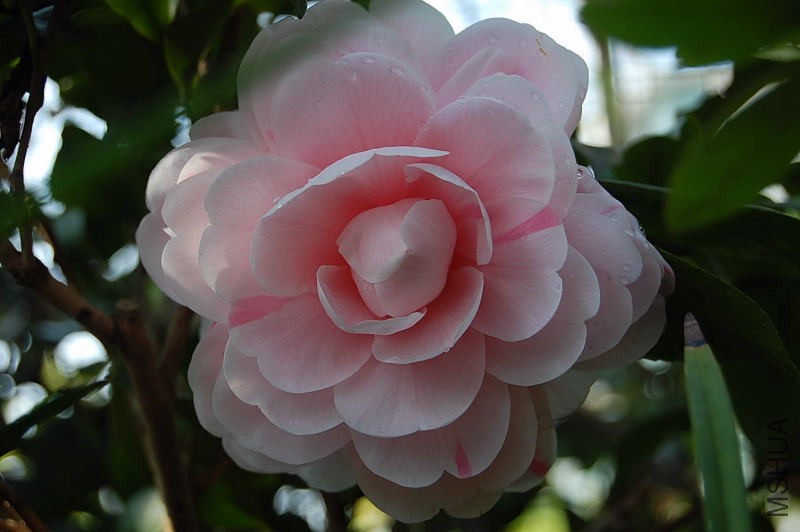 DSC_02490057.JPG