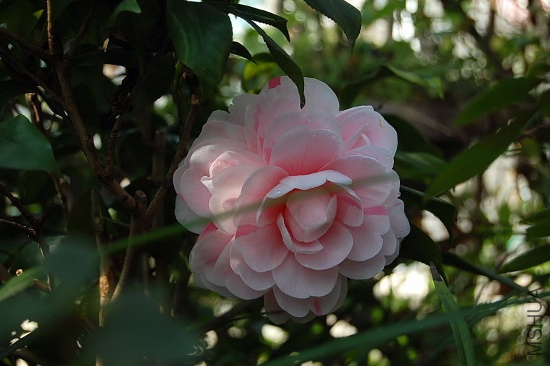 DSC_02500058.JPG