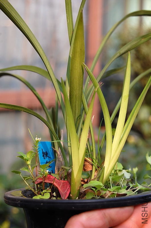 DSC_01880091.JPG