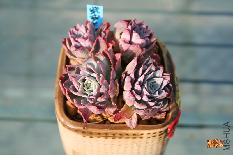 ��Ƭ 187_����.jpg