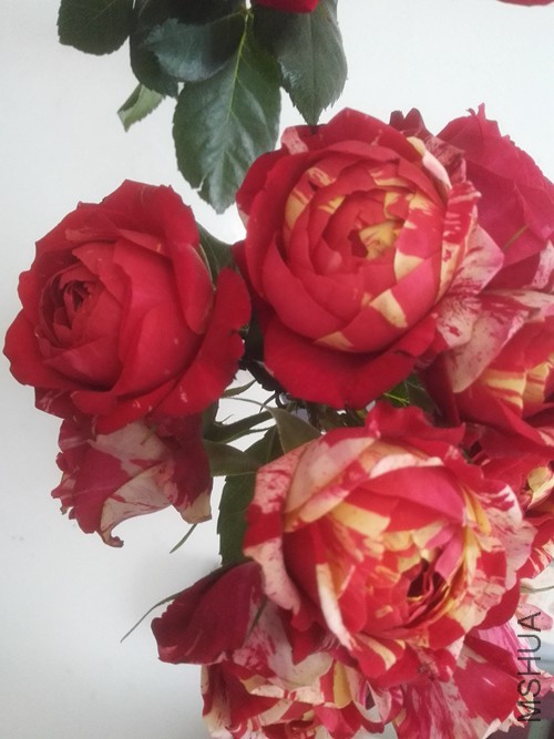 IMG20170101092147.jpg