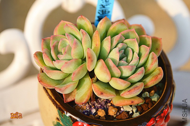 ��Ƭ 488_����.jpg