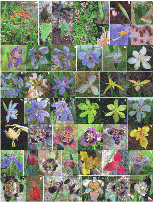 2007-8706-rmbiodiv-86-01-00080-gf1.gif