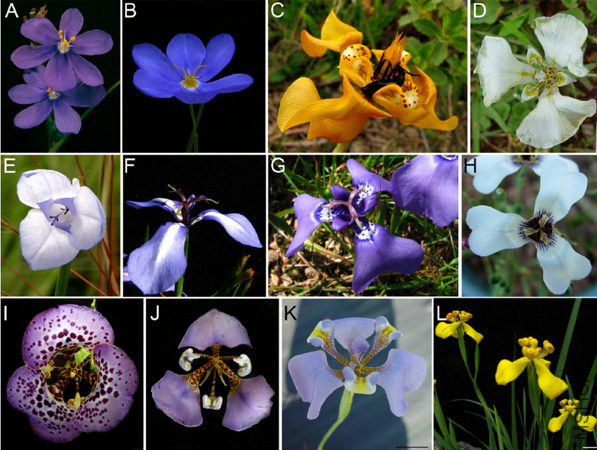 Figure-1-Iridaceae-flowers-A-Calydorea-campestris-B-C-crocoides-C-Cypella.png