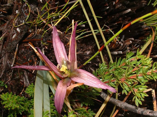 Isophysis tasmanica_jpg.jpg