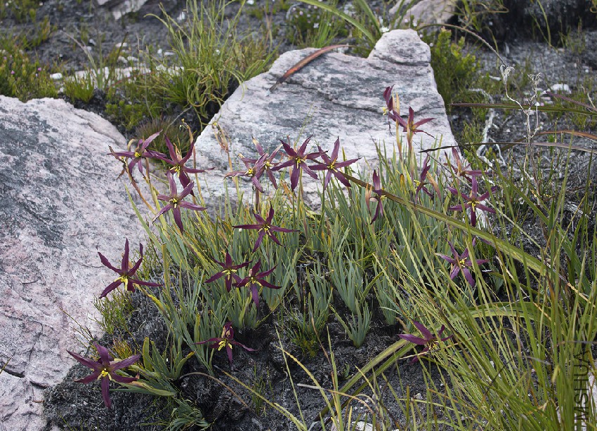isophysis-tasmanica.jpg