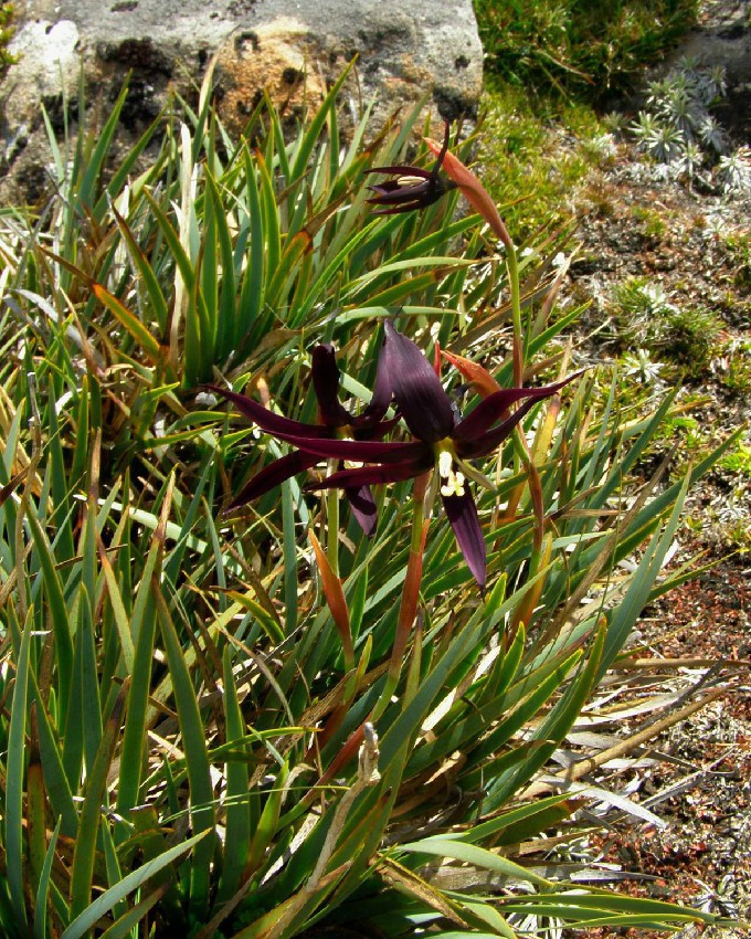 Isophysis-tasmanica-1.jpg