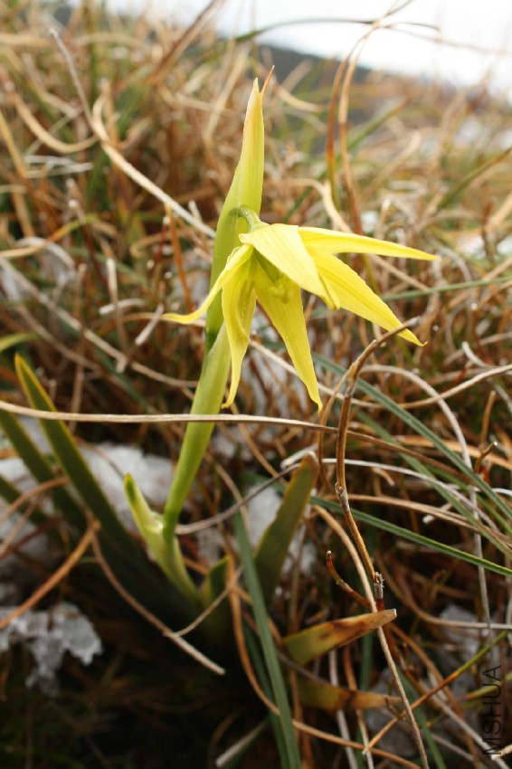 Isophysis-tasmanica-3.jpg