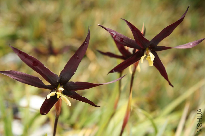 Isophysis-tasmanica-4.jpg