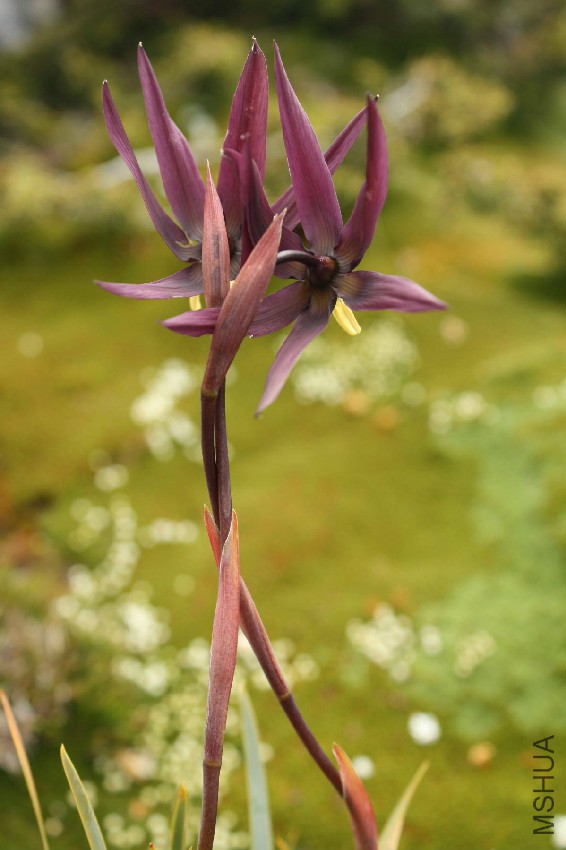 Isophysis-tasmanica-6.jpg