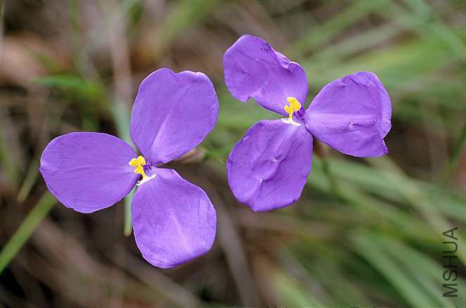 00081_Patersonia_glabrata.jpg