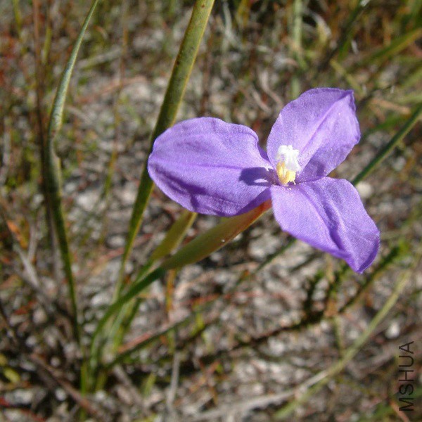 600x600_patersonia_fragilis_111.jpg