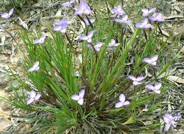 Patersonia_glabrata_1.jpg
