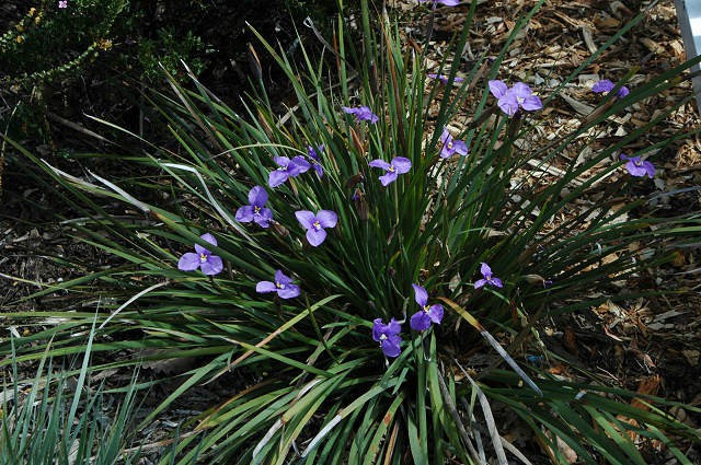 Patersonia_Kings_Park_msi.jpg