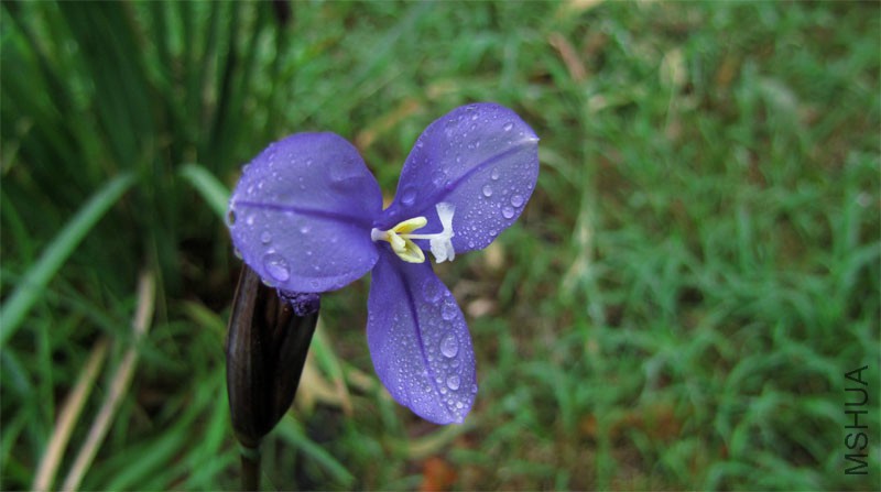 Patersonia_occidentalis_Long_Purple-flag_9002.jpg
