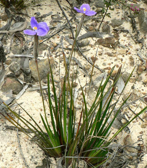 Patersonia_sericea_781.jpg