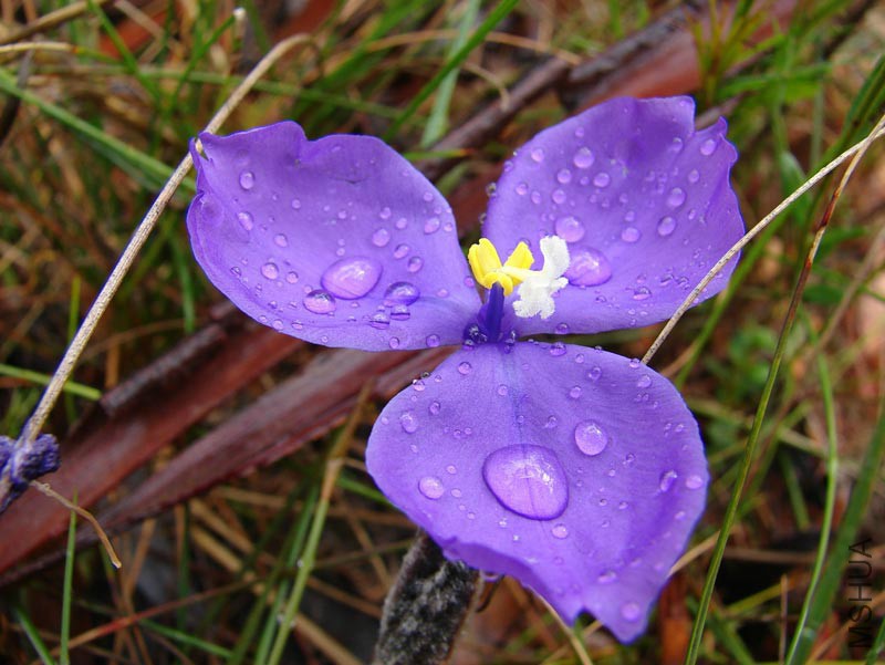 Patersonia_sp.jpg