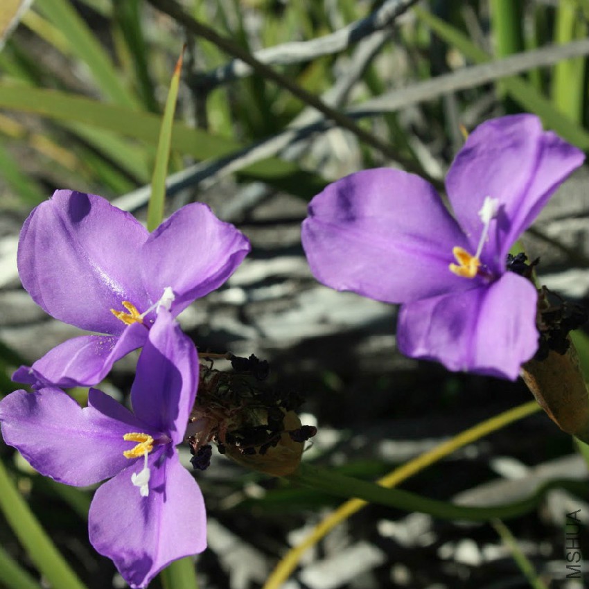 patersonia-occidentalis-1.jpg