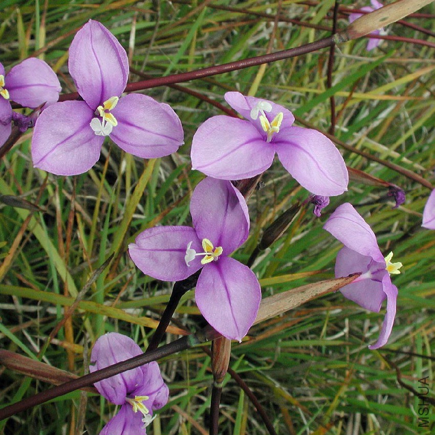 patersonia-occidentalis-2.jpg