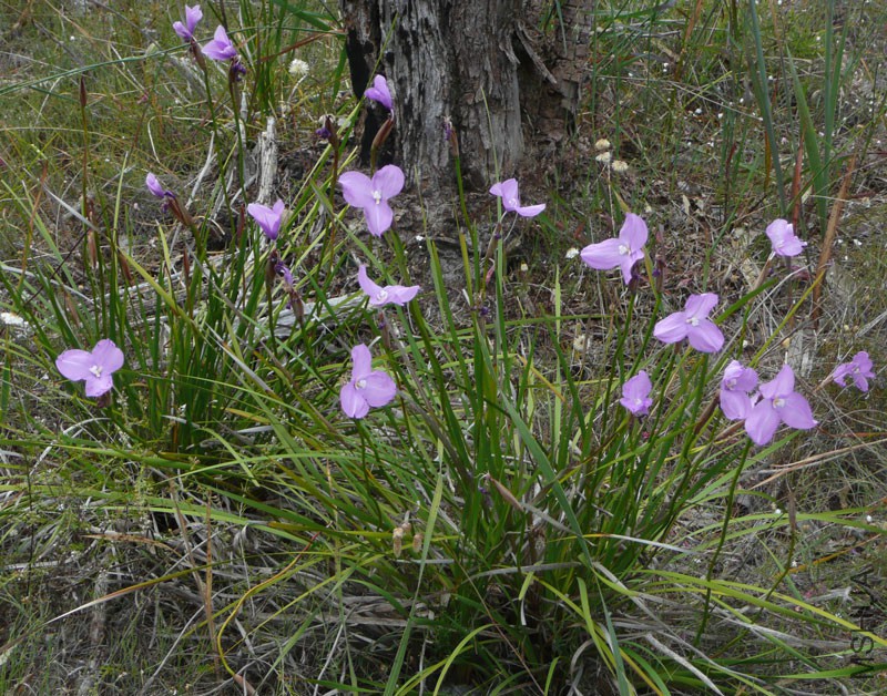 patersonia-occidentalis-g1.jpg