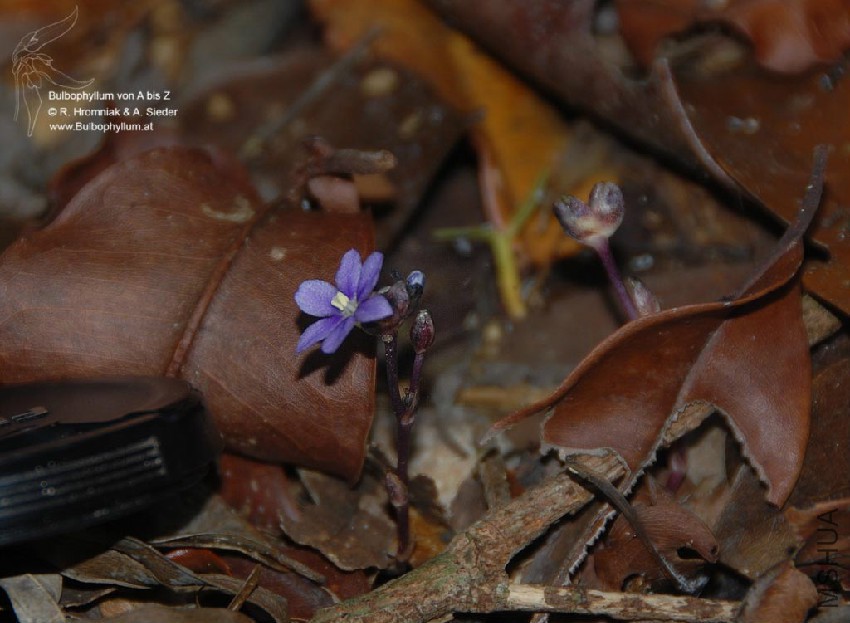 Geosiris aphylla 02.jpg