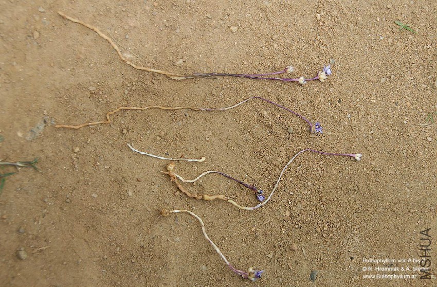 Geosiris aphylla 04.jpg