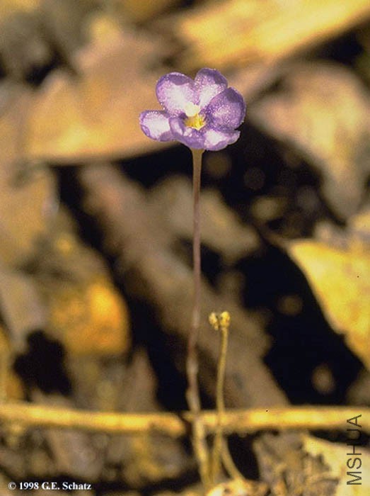 Geosiris_Aphylla1.jpg