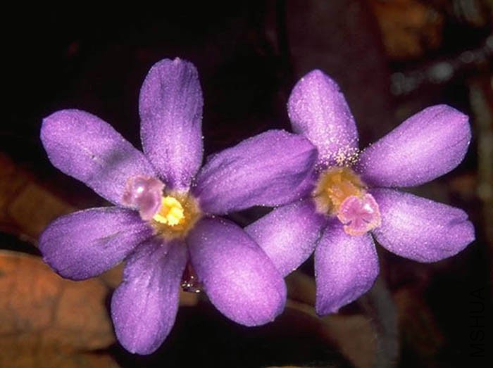 Geosiris_Aphylla2.jpg