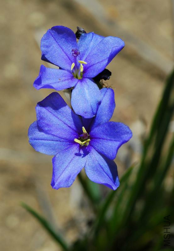 50345240_Aristea_africana.jpg