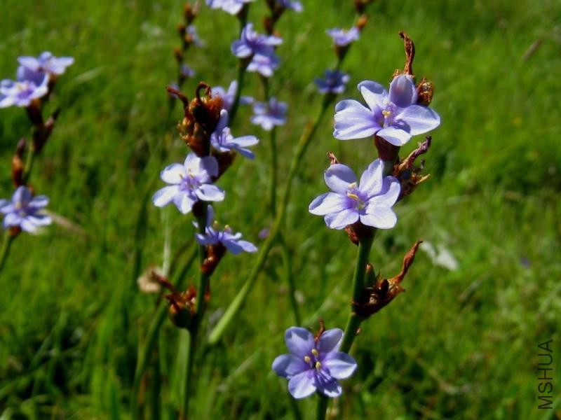 Aristea schizolaena07-01-08.jpg