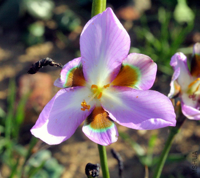 Aristea teretifolia - Overberg - EN.jpg