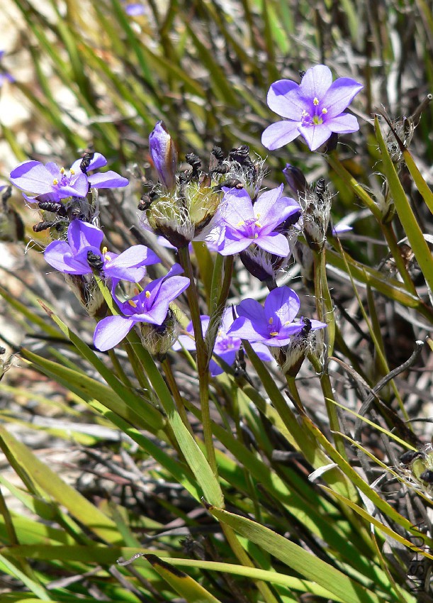 Aristea_africana_1.jpg