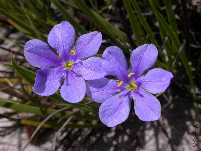 Aristea_africana_d.jpg