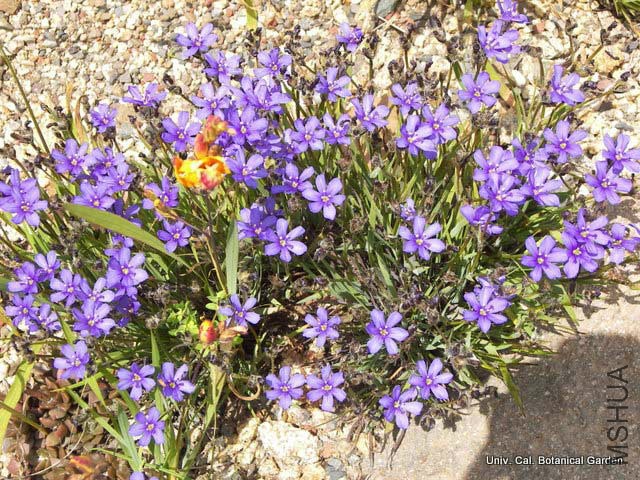 Aristea_africana2_UCBG.jpg