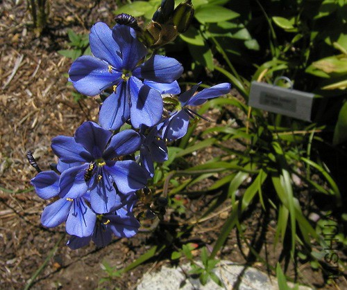Aristea_bakeri1.jpg