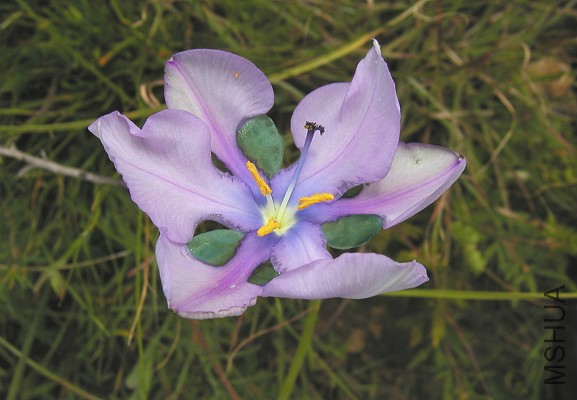 Aristea_biflora_d1.jpg