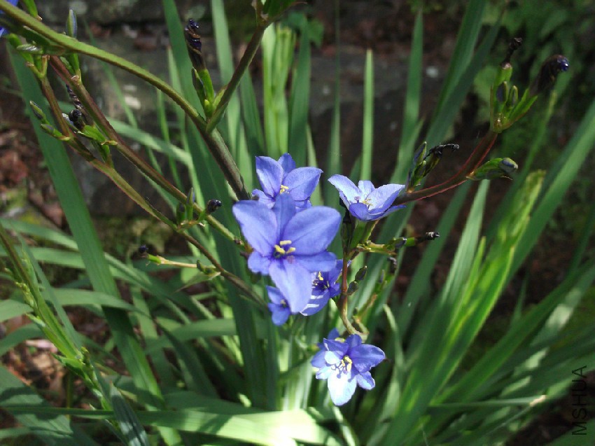 Aristea_ecklonii-BSI-yercaud-salem-India.jpg