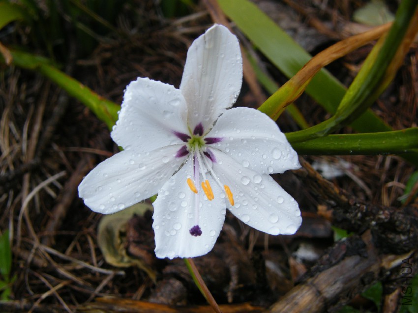 Aristea_spiralis_flower.jpg