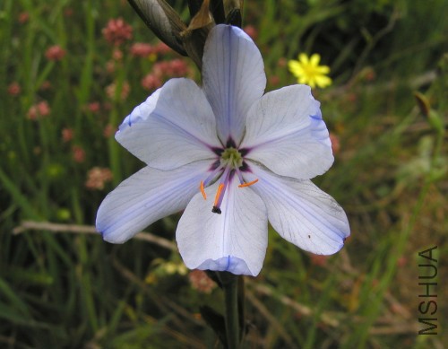 Aristea_spiralis5.jpg