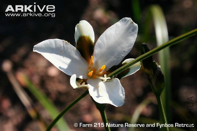 Aristea-teretifolia-flower.jpg