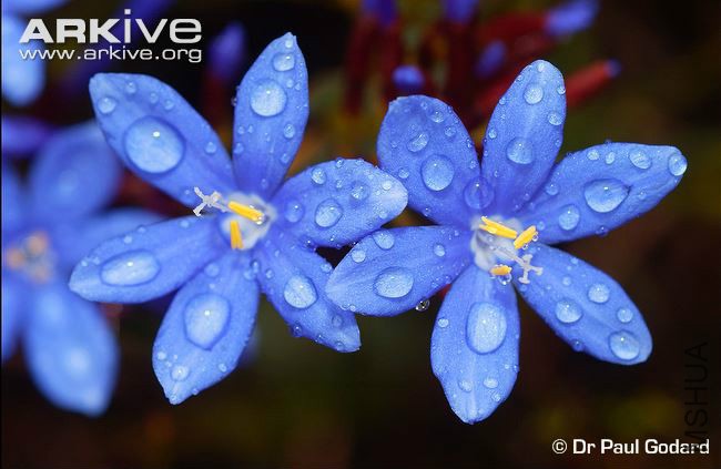 Close-up-of-Nivenia-stokoei-flowers.jpg