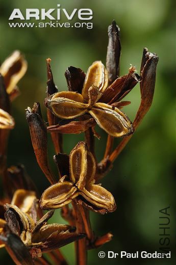 Detail-of-Nivenia-stokoei-fruits.jpg