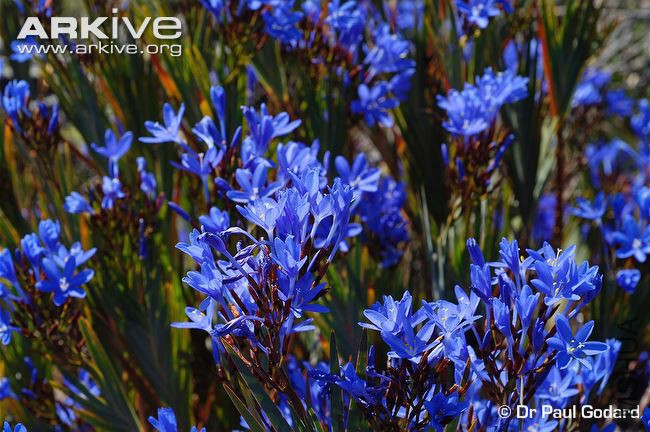 Nivenia-stokoei-flowering-plant.jpg