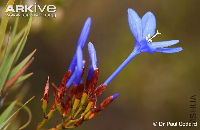 Nivenia-stokoei-flowers.jpg