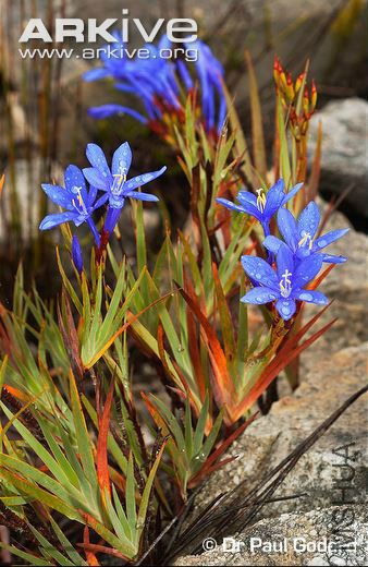 Nivenia-stokoei-growing-between-rocks.jpg