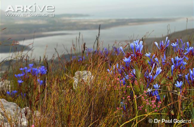 Nivenia-stokoei-in-fynbos-habitat.jpg