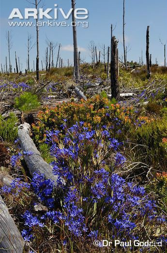 Nivenia-stokoei-in-habitat-with-dead-burnt-trees.jpg