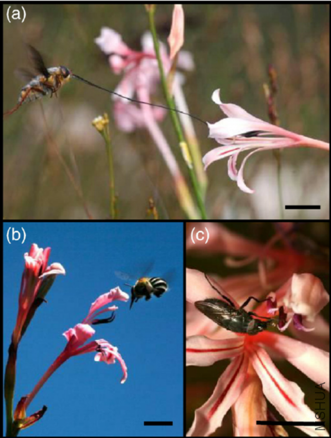 Fig-1-Visitors-to-Tritoniopsis-revoluta-a-Prosoeca-longipennis-photo-Caitlin-von.png