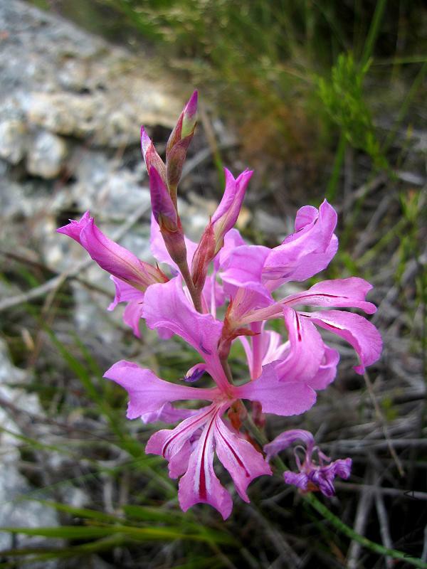 isown_tritoniopsis_lata_fernkloof_hermanus_04-04-10.jpg