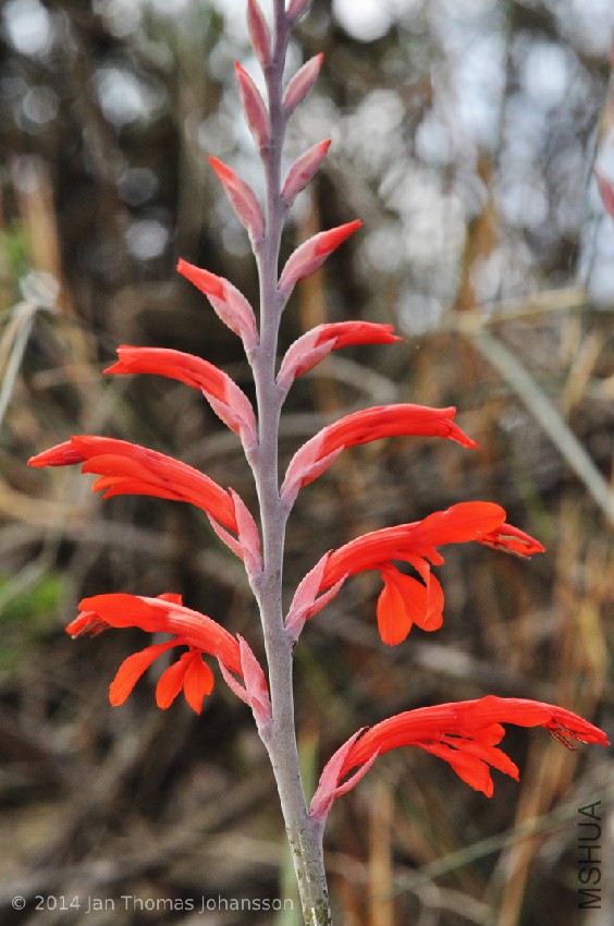 Tritoniopsis cf caffra 1 Garcia's Pass, Western Cape, South Africa 100924.jpg